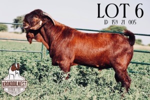 1X KALAHARI RED RAM FLOCK KROKODILNEST BOERBOKSTOET