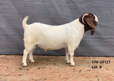 1x BOER GOAT RAM STUD FOURIE BOERBOKSTOET