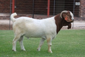 WITHDRAW - 1X BOER GOAT RAM FLOCK BOSLAND BOERDERY