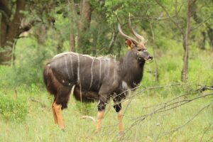 LOT 82 1x NJALA BUL/NYALA BULL