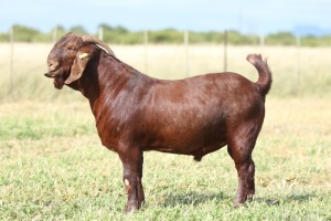 1x KALAHARI RED RAM FLOCK ANTON & RICKUS BOTHMA