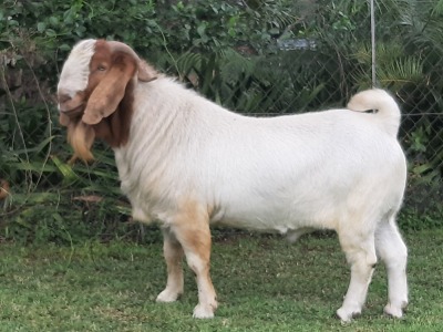 1x BOER GOAT RAM FLOCK COLOR BRAAM VAN DER MERWE BOERDERY