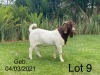 1X BOER GOAT RAM FLOCK SEKELBOS BOERBOKSTOET