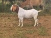 WITHDRAW - 1x BOER GOAT RAM ELYSIUM