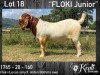 1X BOER GOAT RAM STUD KOATI BOERBOKSTOET