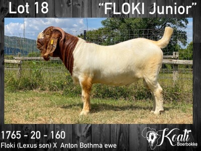 1X BOER GOAT RAM STUD KOATI BOERBOKSTOET