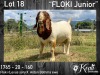 1X BOER GOAT RAM STUD KOATI BOERBOKSTOET - 2