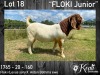 1X BOER GOAT RAM STUD KOATI BOERBOKSTOET - 3