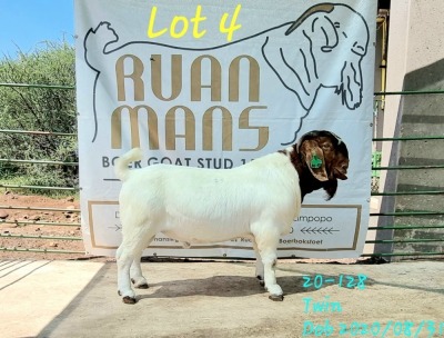 WITHDRAW-1x BOER GOAT RAM FLOCK RUAN MANS BOER GOAT STUD