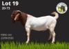 WITHDRAW - 1X BOER GOAT RAM LANGKLOOF BOERBOKSTOET