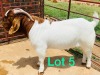 1x BOER GOAT RAM FLOCK SCHOONHEID BOERBOKSTOET