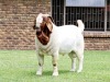 1x BOER GOAT RAM FLOCK COLOR BEZUIDENHOUT BOERBOKSTOET