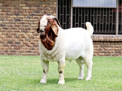 1x BOER GOAT RAM FLOCK COLOR BEZUIDENHOUT BOERBOKSTOET