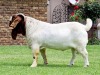 1x BOER GOAT RAM FLOCK COLOR BEZUIDENHOUT BOERBOKSTOET - 2