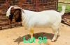 WITHDRAW - 1x BOER GOAT RAM FLOCK COLOR SCHOONHEID BOERBOKSTOET