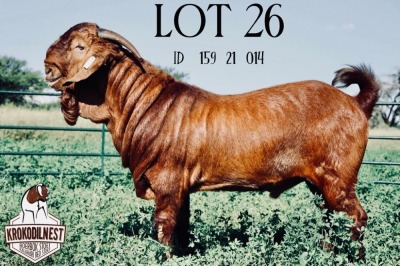 1X KALAHARI RED RAM FLOCK KROKODILNEST BOERBOKSTOET