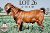 1X KALAHARI RED RAM FLOCK KROKODILNEST BOERBOKSTOET - 2