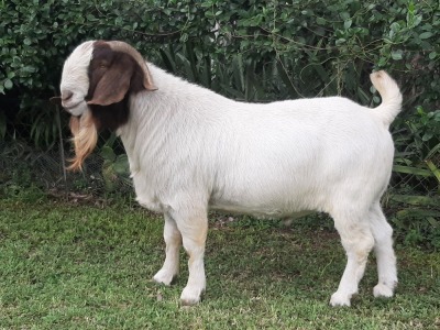 1x BOER GOAT RAM STUD BRAAM VAN DER MERWE BOERDERY