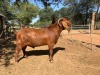 1x KALAHARI RED RAM FLOCK LANGPAD KALAHARI REDS