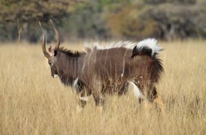 LOT 83 3x NJALA BUL/NYALA BULLS (PER STUK OM LOT TE NEEM/PER PIECE TO TAKE THE LOT)