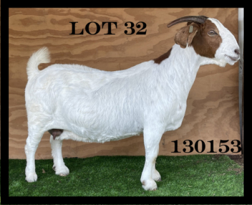WITHDRAW - 1x BOER GOAT EWE MYL 50