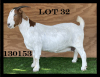 WITHDRAW - 1x BOER GOAT EWE MYL 50 - 2