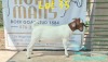 WITHDRAW - 1x BOER GOAT EWE RUAN MANS BOER GOAT STUD