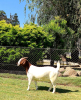 WITHDRAW - 1x BOER GOAT EWE PREGNANT BEZUIDENHOUT BOERBOKSTOET