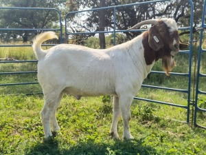 WITHDRAW - 1x BOER GOAT RAM FLOCK ELYSIUM