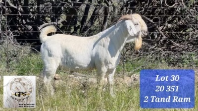 1X SAVANNA RAM FLOCK TAT SCHOLTZ SAVANNAS