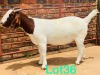 1x BOER GOAT EWE STUD PREGNANT SCHOONHEID BOERBOKSTOET