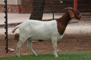 1X BOER GOAT EWE STUD BOSLAND BOERDERY