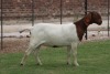 1X BOER GOAT EWE STUD BOSLAND BOERDERY - 2