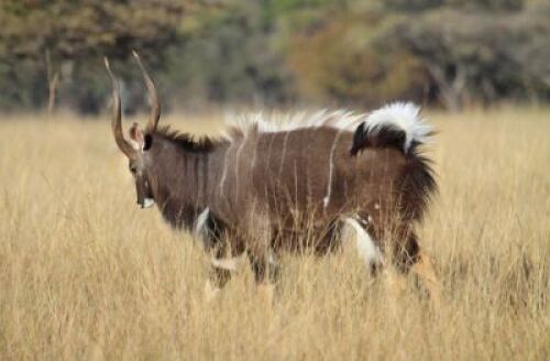 LOT 84&nbsp;3x NJALA BUL/NYALA BULLS (PER STUK OM LOT TE NEEM/PER PIECE TO TAKE THE LOT)