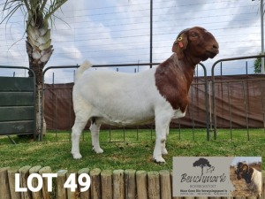 1x BOER GOAT EWE STUD PREGNANT BENCHMARK BOERBOKSTOET