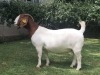 1x BOER GOAT EWE STUD PREGNANT BRAAM VAN DER MERWE BOERDERY