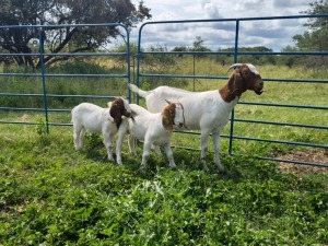 1+2x BOER GOAT EWE FLOCK ELYSIUM 