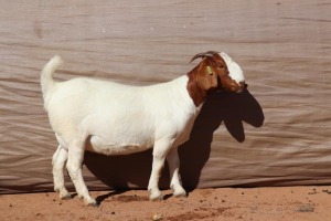 1+1X BOER GOAT EWE STUD GJ FOURIE BOERBOKSTOET