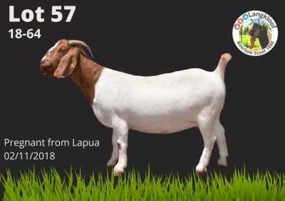 WITHDRAW - 1X BOER GOAT EWE STUD LANGKLOOF BOERBOKSTOET