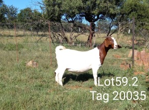 1x BOER GOAT EWE FLOCK PREGNANT MAKGAT BOERBOKSTOET