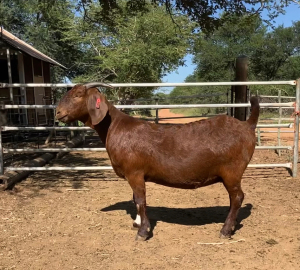 1x KALAHARI RED EWE FLOCK PREGNANT LANGPAD KALAHARI REDS