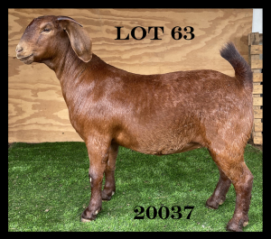 1x KALAHARI RED EWE STUD PREGNANT MYL 50