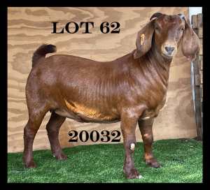 1x KALAHARI RED EWE STUD MYL 50