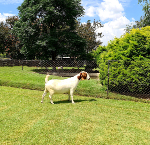 1x BOER GOAT EWE STUD PREGNANT BEZUIDENHOUT BOERBOKSTOET