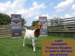 1x BOER GOAT EWE STUD PREGNANT SHONGOLOLO