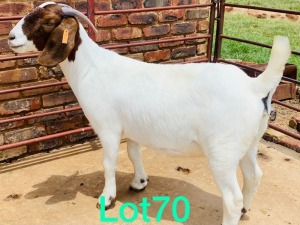 1x BOER GOAT EWE STUD PREGNANT SCHOONHEID BOERBOKSTOET