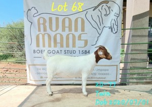 1x BOER GOAT EWE STUD PREGNANT RUAN MANS BOER GOAT STUD