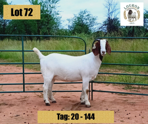 1X BOER GOAT EWE STUD PREGNANT LOURON BOERBOKSTOET