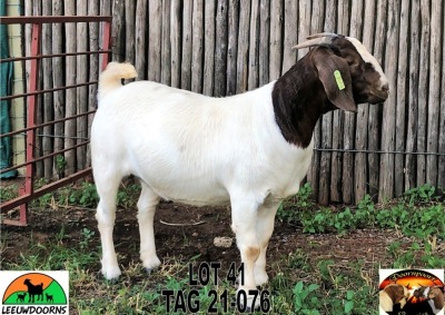 1x BOER GOAT EWE FLOCK WEAN LEEUWDOORNS BOERBOKSTOET