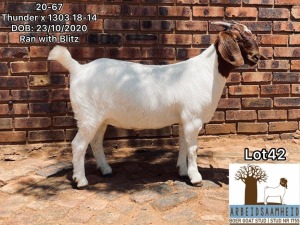 1x BOER GOAT EWE STUD PREGNANT ARBEIDSAAMHEID